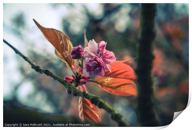 Pink cherry blossom Print by Sara Melhuish