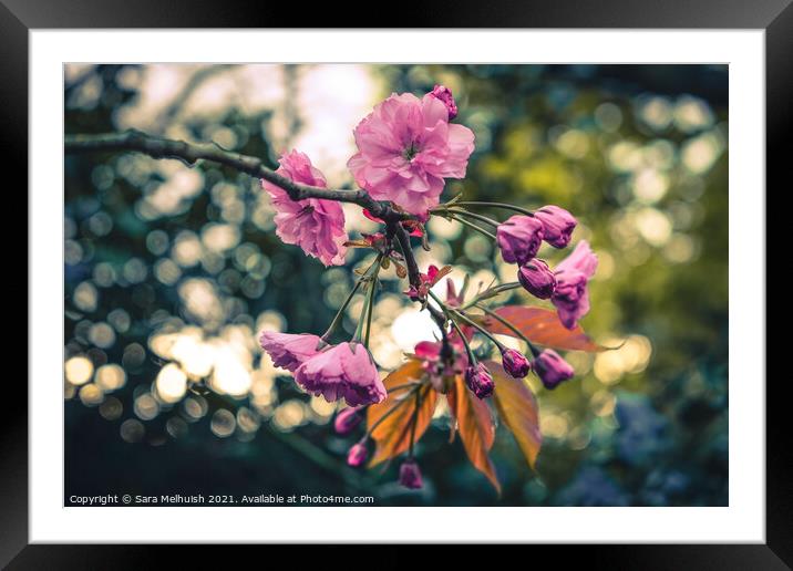Pink blossoms Framed Mounted Print by Sara Melhuish