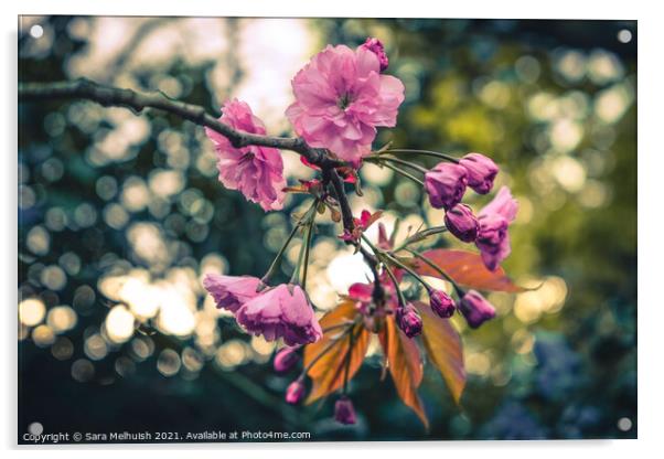 Pink blossoms Acrylic by Sara Melhuish