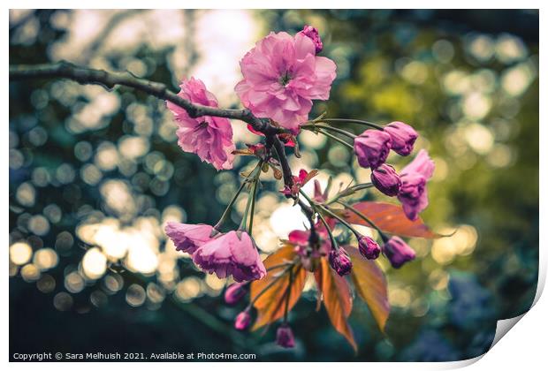 Pink blossoms Print by Sara Melhuish