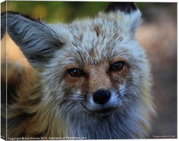 North American Red Fox Canvas Print by Kat Dennis