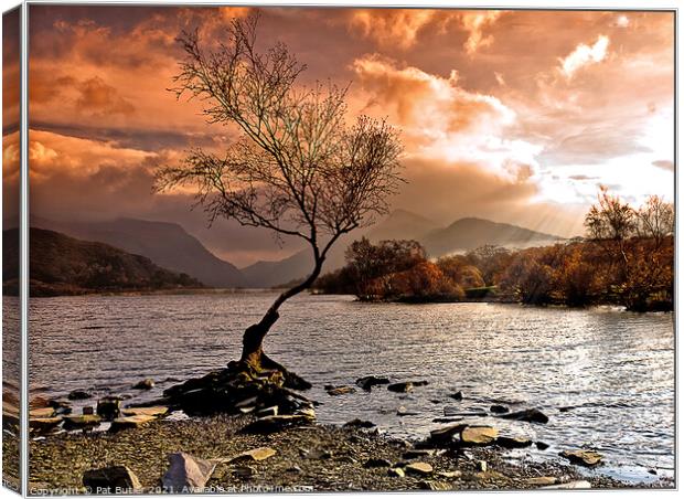 Llyn Padarn lone tree Canvas Print by Pat Butler