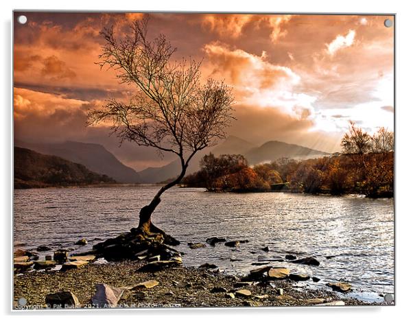 Llyn Padarn lone tree Acrylic by Pat Butler
