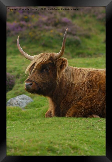 Resting Highland Cow Framed Print by rawshutterbug 