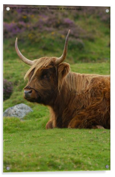 Resting Highland Cow Acrylic by rawshutterbug 