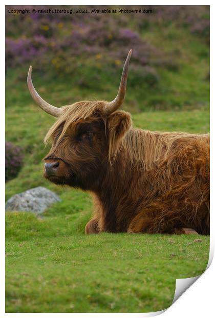 Resting Highland Cow Print by rawshutterbug 