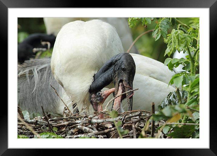 Black-headed Ibis with chicks Framed Mounted Print by Bhagwat Tavri