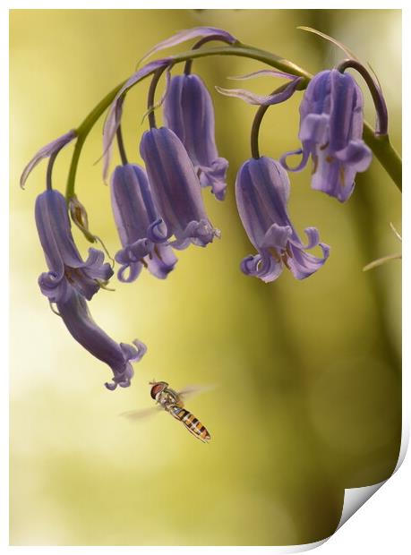 Hoverfly on Bluebell Print by David Neighbour