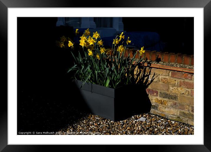 Daffodils in a pebble drive Framed Mounted Print by Sara Melhuish