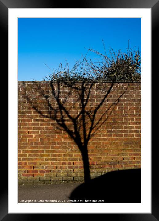 Shadow of a tree Framed Mounted Print by Sara Melhuish