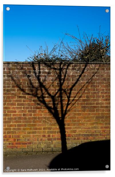 Shadow of a tree Acrylic by Sara Melhuish