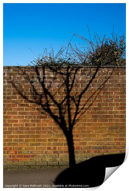 Shadow of a tree Print by Sara Melhuish