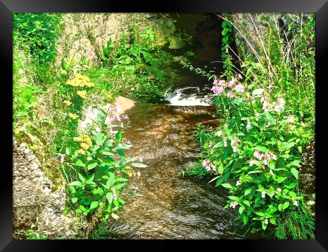 Flowers on the banks of a stream Framed Print by Stephanie Moore