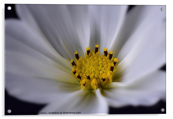 Garden Cosmos bipinnatus Cav 395  Acrylic by PHILIP CHALK
