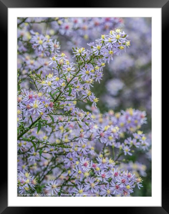 A soft cloud of Michaelmas daisies Framed Mounted Print by JUDI LION