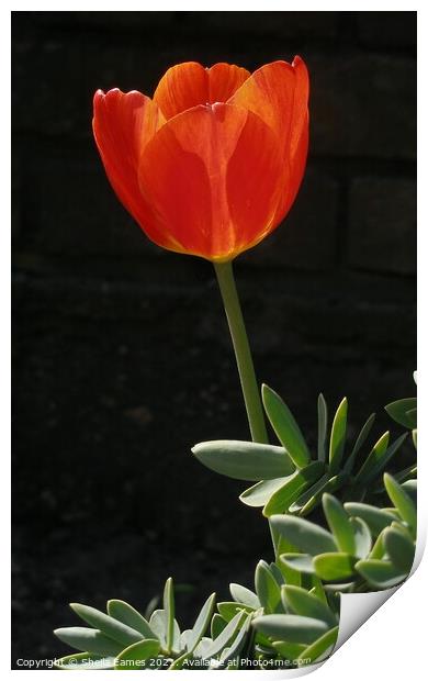 Red Tulip on Black Background Print by Sheila Eames