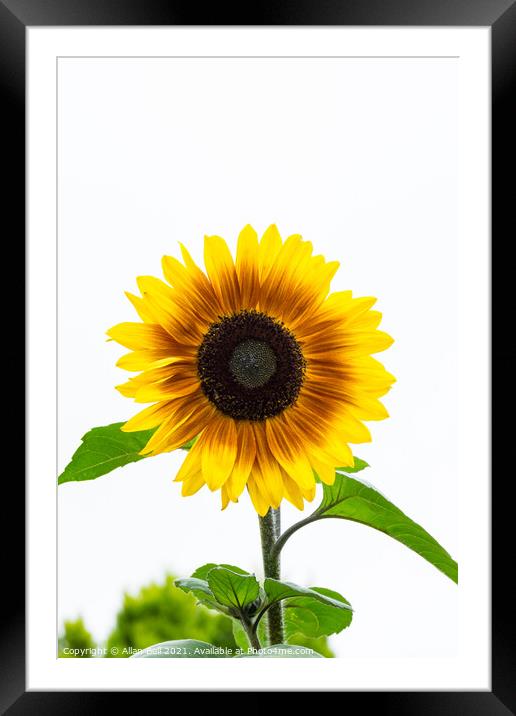 Bicolour Sunflower on White Framed Mounted Print by Allan Bell