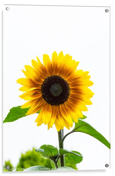 Bicolour Sunflower on White Acrylic by Allan Bell