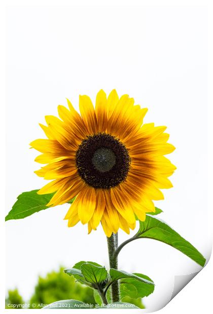 Bicolour Sunflower on White Print by Allan Bell