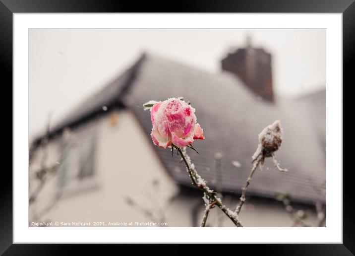 Snow covered pink rose  Framed Mounted Print by Sara Melhuish