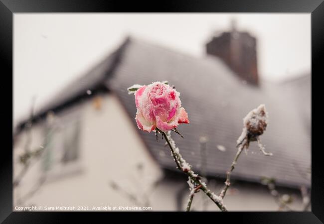 Snow covered pink rose  Framed Print by Sara Melhuish