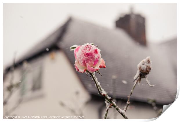Snow covered pink rose  Print by Sara Melhuish