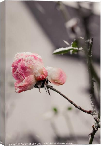 Pink petals in the snow Canvas Print by Sara Melhuish
