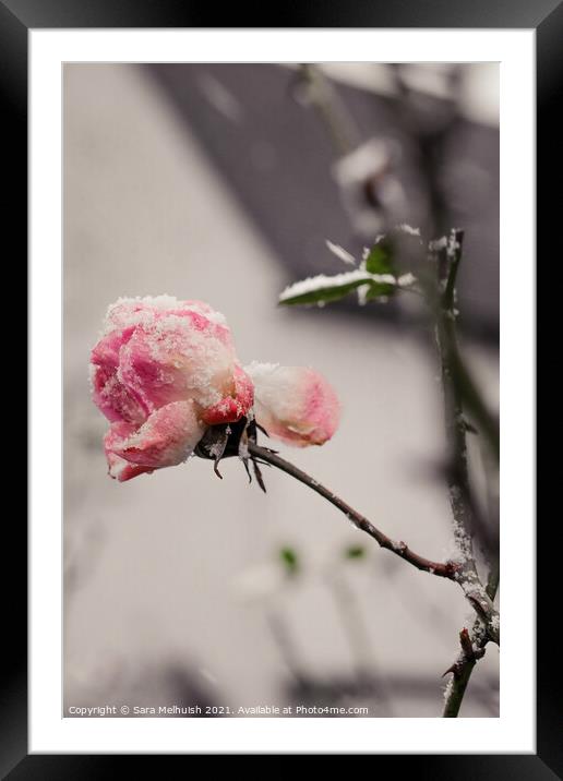 Pink petals in the snow Framed Mounted Print by Sara Melhuish