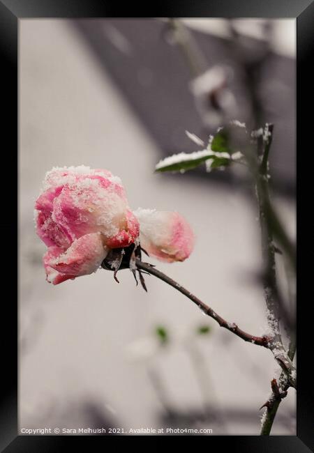 Pink petals in the snow Framed Print by Sara Melhuish