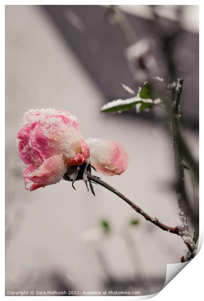 Pink petals in the snow Print by Sara Melhuish