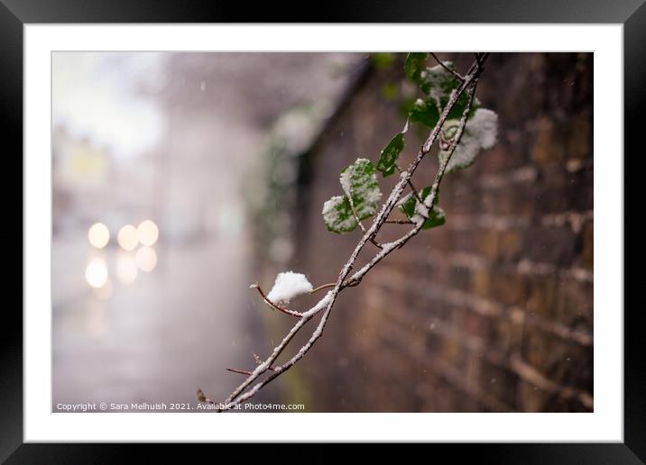 evergreen against a brick wall Framed Mounted Print by Sara Melhuish
