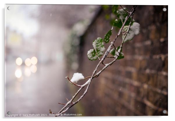 evergreen against a brick wall Acrylic by Sara Melhuish