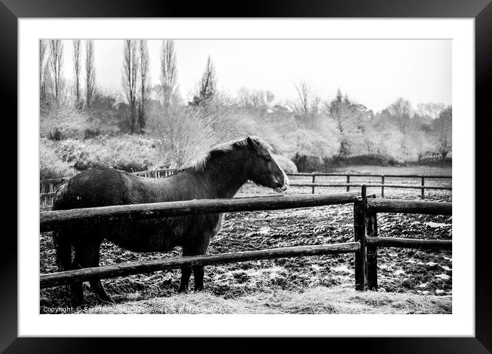 A horse in the snow Framed Mounted Print by Sara Melhuish
