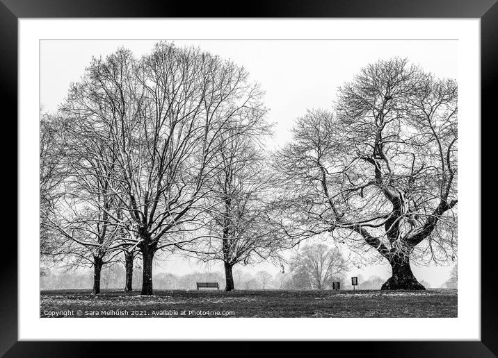 Bench under towering trees Framed Mounted Print by Sara Melhuish