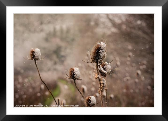 snow covered thistles  Framed Mounted Print by Sara Melhuish