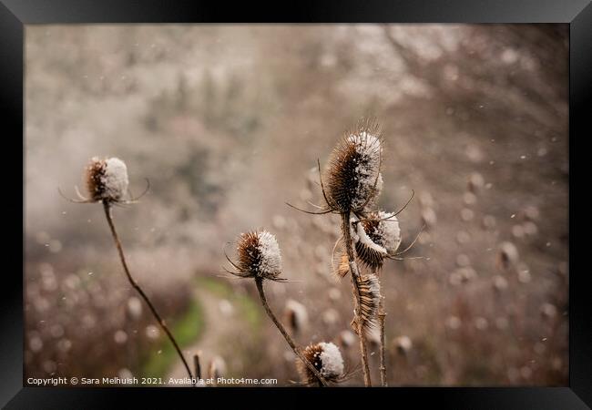 snow covered thistles  Framed Print by Sara Melhuish