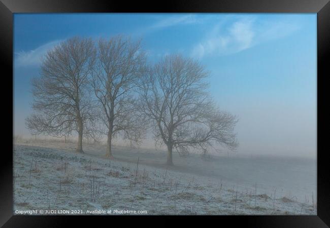 Three trees on a frosty and misty morning Framed Print by JUDI LION