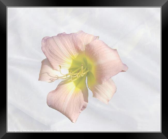 Lilly Framed Print by Pat Butler