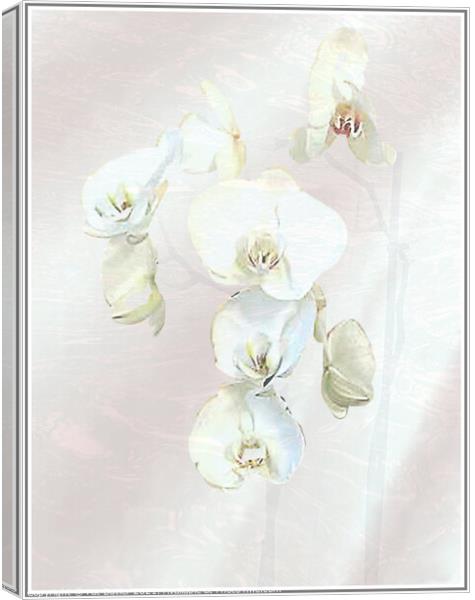 Orchid Canvas Print by Pat Butler
