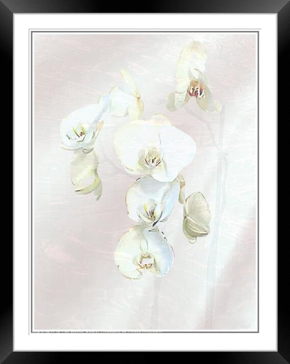 Orchid Framed Mounted Print by Pat Butler