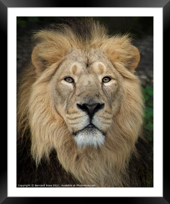 Asiatic Lion Framed Mounted Print by Bernard Rose Photography