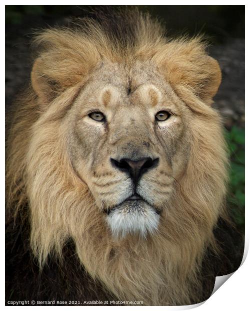 Asiatic Lion Print by Bernard Rose Photography