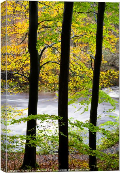 Beech Trees by the Wharfe in Strid Wood Canvas Print by Mark Sunderland