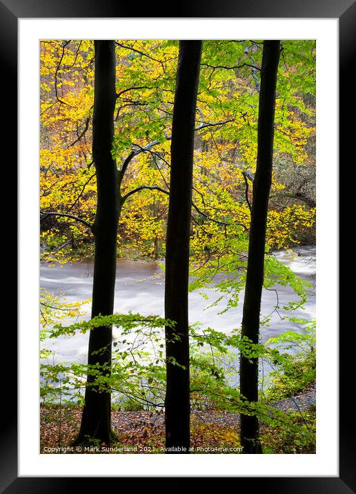 Beech Trees by the Wharfe in Strid Wood Framed Mounted Print by Mark Sunderland