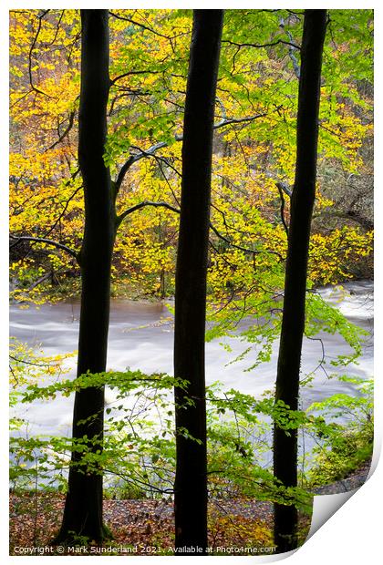Beech Trees by the Wharfe in Strid Wood Print by Mark Sunderland
