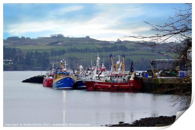 Union Hall Fishing Harbour, Co.Cork, Ireland Print by Sheila Eames
