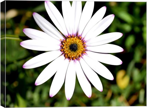 Osteospermum single white  Canvas Print by Roy Hinchliffe