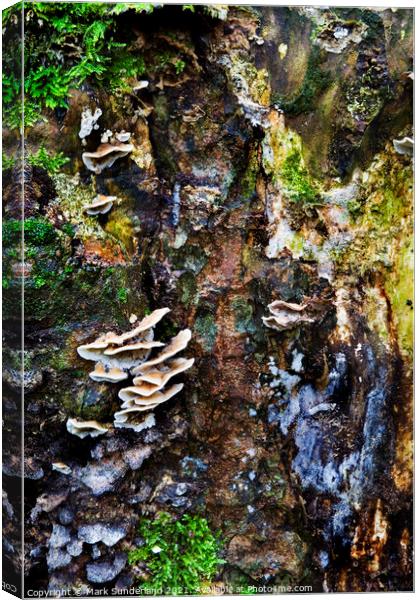 Fungi and Moss on a Tree Stump in Strid Wood Canvas Print by Mark Sunderland