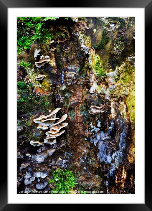 Fungi and Moss on a Tree Stump in Strid Wood Framed Mounted Print by Mark Sunderland