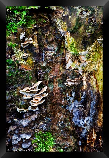 Fungi and Moss on a Tree Stump in Strid Wood Framed Print by Mark Sunderland